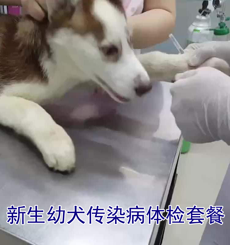 幼犬犬瘟细小体检套餐