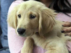 <b>福州宠物医院看犬猫传染病的“低价陷阱”</b>