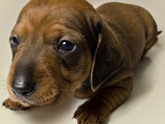 新生幼犬传染病体检套餐