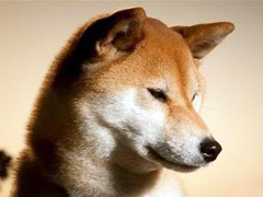 怎么给秋田犬剪毛？各种美容小技巧