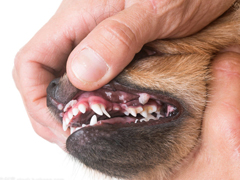<b>狗狗常见的7种口腔疾病及2大误区</b>