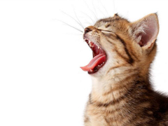 <b>猫咪的日常口腔护理的方法</b>