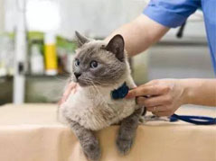 <b>治疗猫冠状病毒对预防猫传腹的意义</b>