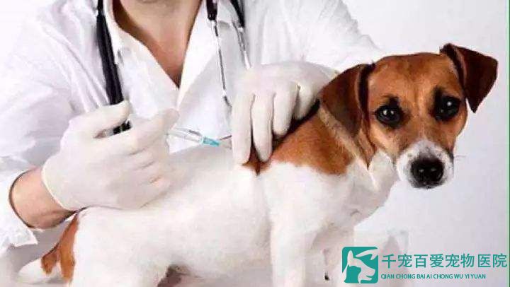 <b>在给宠物打疫苗的时候，需要注意哪些事项呢？</b>