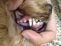 <b>狗狗有了比较严重的牙结石应该怎么办？</b>